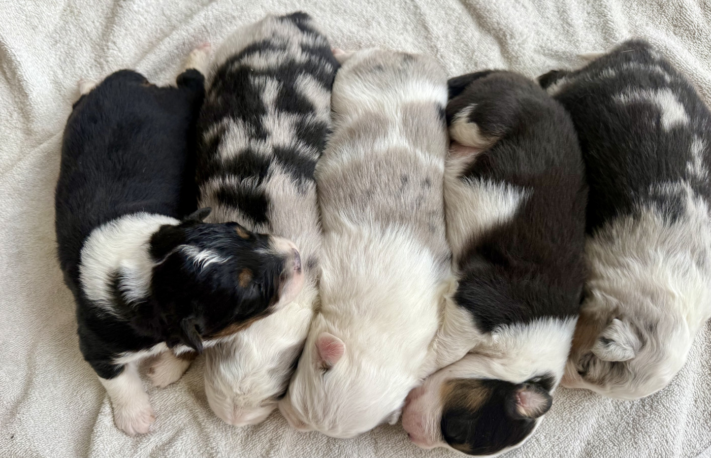 Chiot Berger Australien De La Ferme Des Granges Du Lac