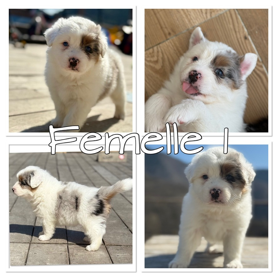 De La Ferme Des Granges Du Lac - Chiots disponibles - Berger Australien