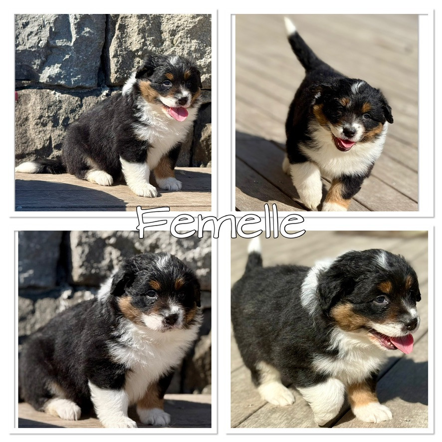 De La Ferme Des Granges Du Lac - Chiots disponibles - Berger Australien