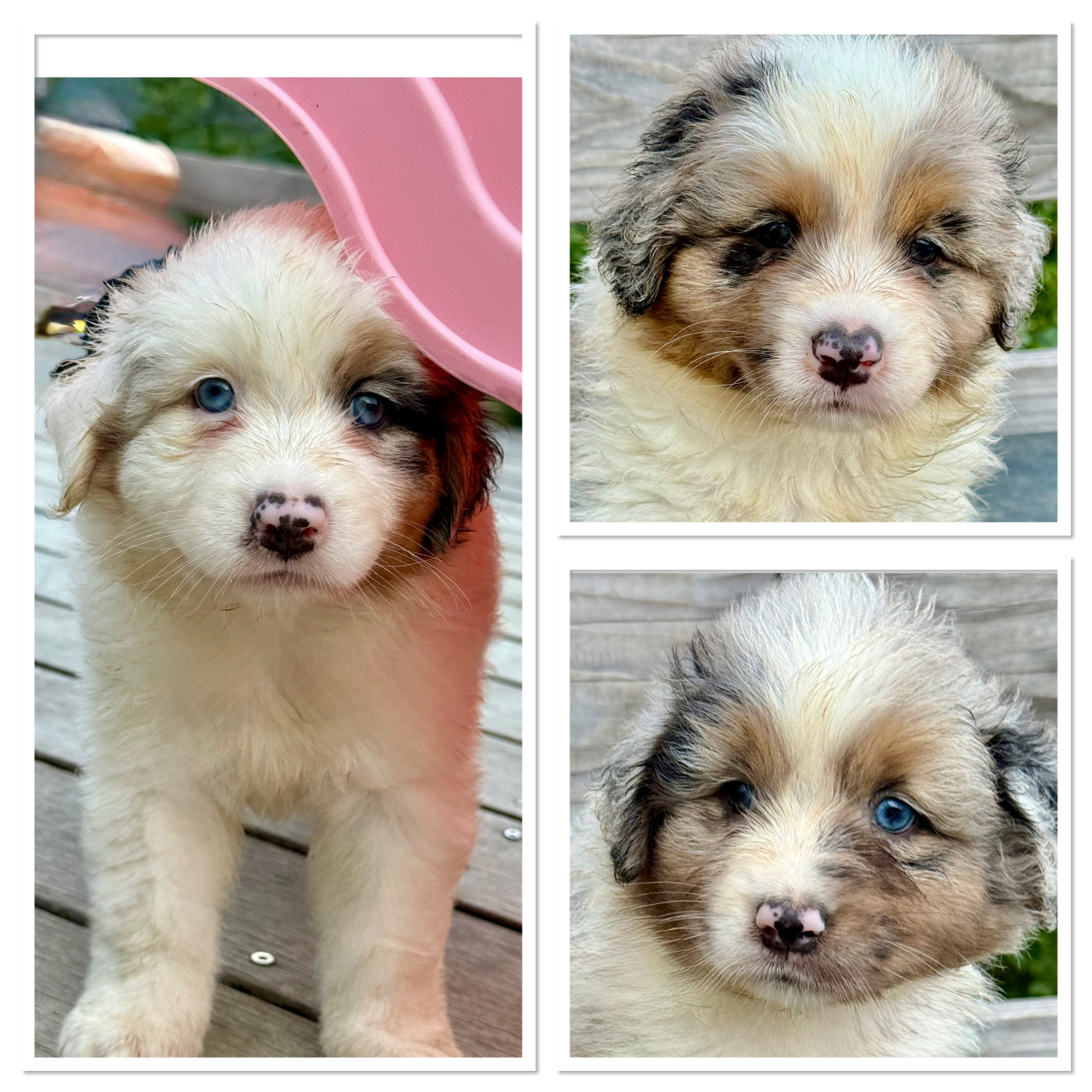 Chiot Berger Australien De La Ferme Des Granges Du Lac