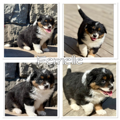 Chiot N°2